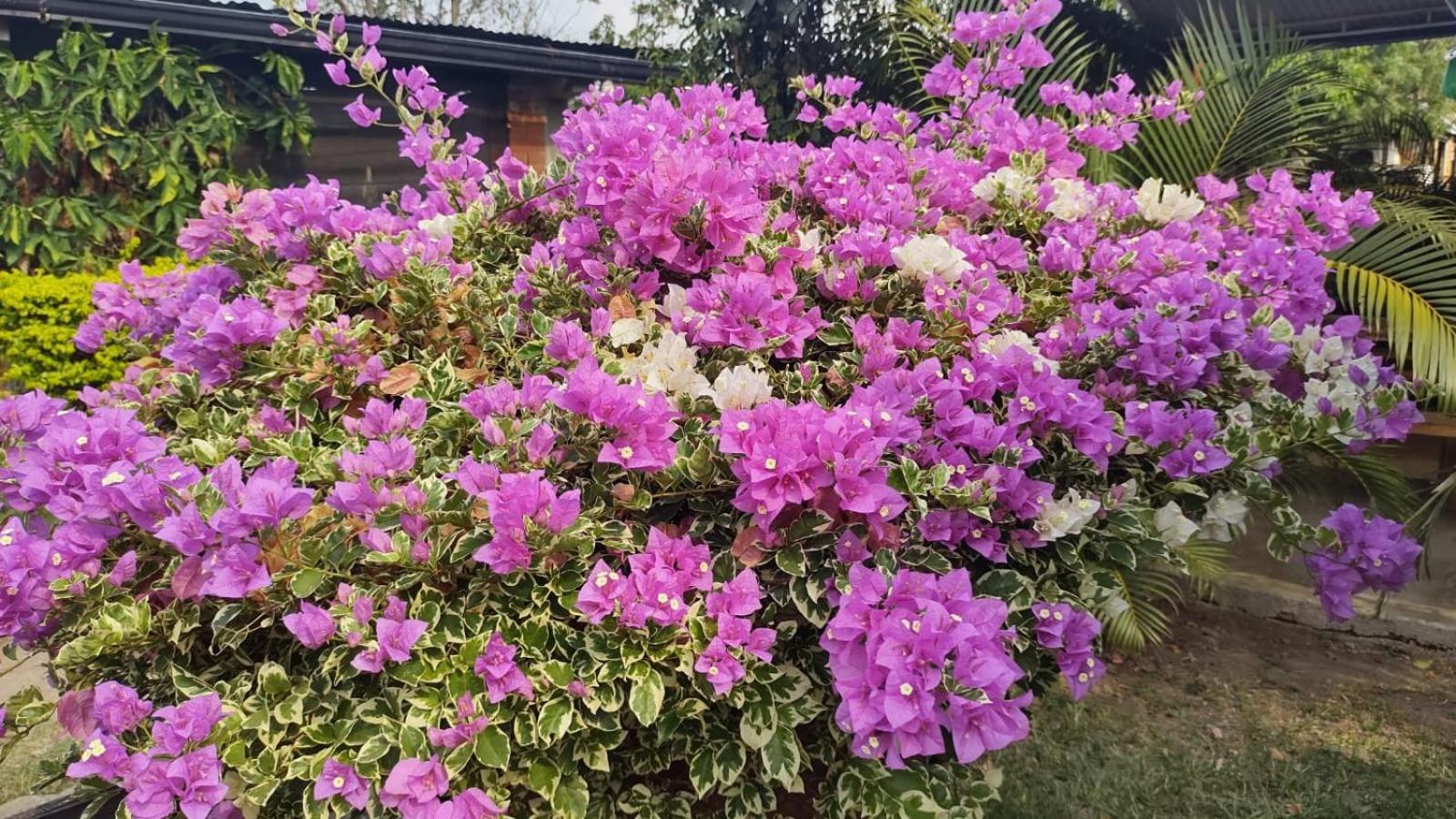 לה מסה Loma Linda Hotel De Naturaleza מראה חיצוני תמונה